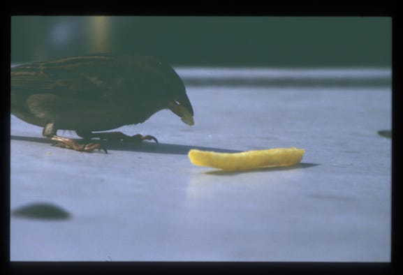 2005 dias pragostsee pommesfressender vogel
