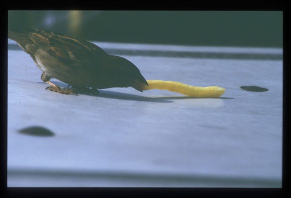 2005 dias pragostsee pommesklauender vogel