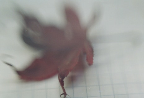 blatt mit hang zur mathematik
