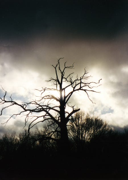 der baum 1
