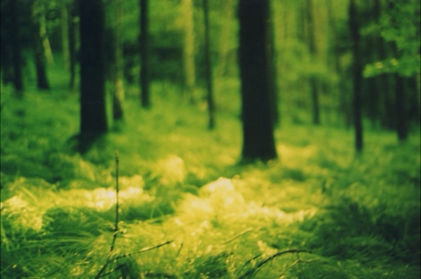 der grune wald 1