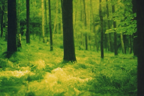 ein bisschen mehr gruner wald