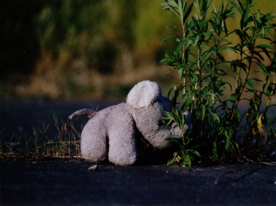 elefant01 1