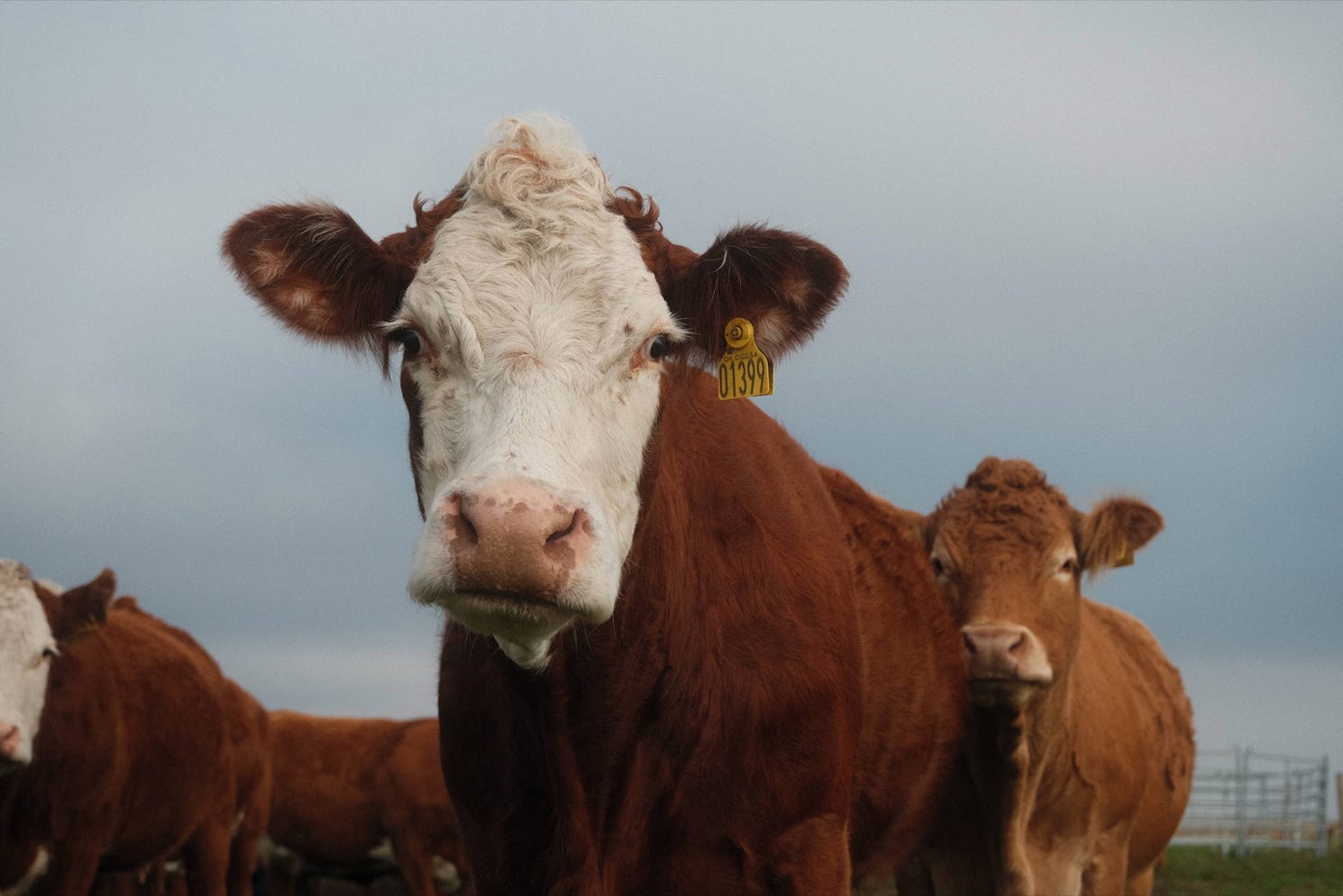 A cow gazing directly at the camera, Funen, Denmark 2022
