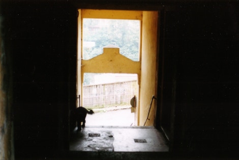hund in karlovy vary