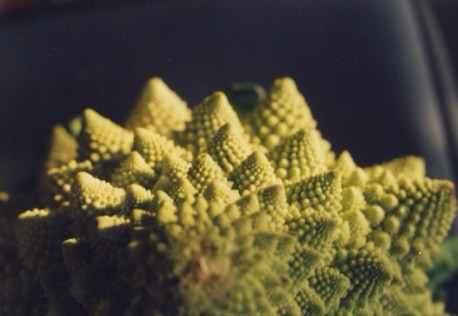 romanesco im abendlicht