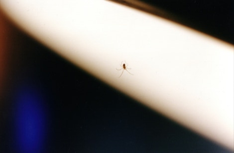 spiderwoman