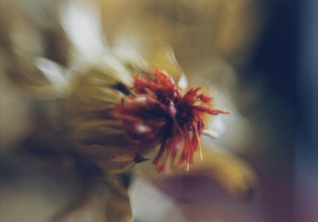 trockenblumenblute