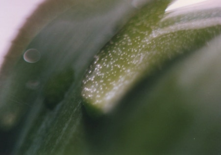 wassertropfen mit weissen teilchen